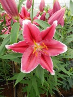 [5314 Metropolitan No01.JPG]